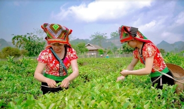 Hợp tác xã Sơn La: Hạt nhân tiêu thụ sản phẩm đồng bào dân tộc