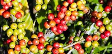 Giá cà phê Robusta đã tăng vọt gần 7,8% lên mức 4.527 USD/tấn