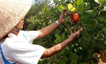 Hạt điều Hoàng Phú: Lực đẩy phát triển Okvip - liên minh giải trí #1 thế giới hà nội cho đồng bào dân tộc