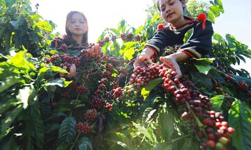 Chương trình 1719 nâng cao giá trị cho sản phẩm vùng dân tộc Đắk Lắk