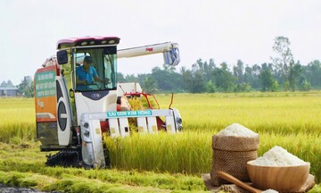 Giá lúa gạo hôm nay ngày 12/10, tuần qua: Gạo xuất khẩu giảm, lúa vững