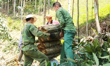 Chuỗi giá trị quế Ba Chẽ: Ý chí đồng bào viết tiếp 'khúc ca' rừng xanh