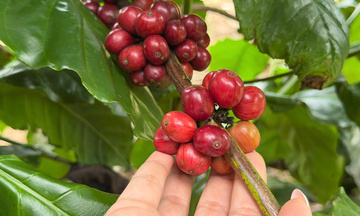 Giá cà phê hôm nay 20/10/2025: Trong nước duy trì ổn định