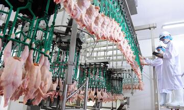 Xuất khẩu sản phẩm chăn nuôi Việt Nam dự kiến vượt 600 triệu USD