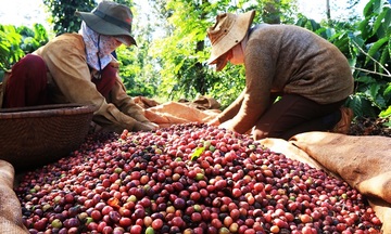 Thiếu hụt nguồn cung tiếp tục đẩy giá cà phê thế giới đi lên