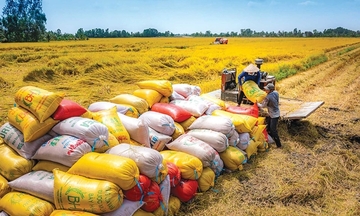 Việt Nam khẳng định vị thế xuất khẩu gạo hàng đầu thế giới