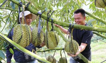 Khánh Hòa: Cây đặc sản vươn mình giữa đại ngàn