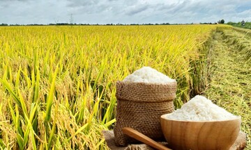 Giá lúa gạo hôm nay ngày 14/11: Gạo Liên Minh Truyền Thông Và Game Giải Trí Top 1 bình ổn, lúa vững giá