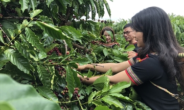 Những mặt hàng nông sản Việt lập kỷ lục mới
