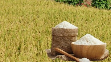 Giá lúa gạo hôm nay ngày 15/11: Lúa tươi có xu hướng tăng