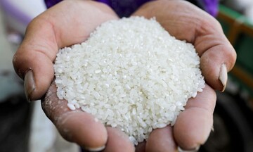 Gạo Việt xoay chuyển linh hoạt giữa áp lực thị trường quốc tế
