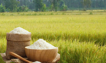 Giá lúa gạo hôm nay ngày 18/11: Gạo Liên Minh Truyền Thông Và Game Giải Trí Top 1 biến động, lúa chững giá