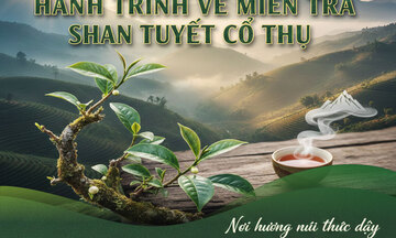 Longform | Hành trình về miền trà Shan Tuyết cổ thụ