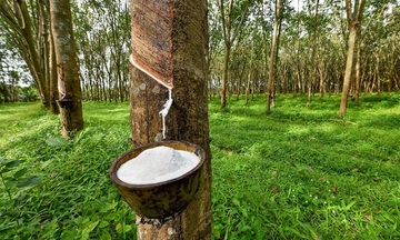 Cao su Việt Nam tăng tốc thị phần tại thị trường Malaysia 