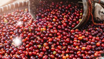Giá cà phê thế giới tăng mạnh khi lo ngại thắt chặt nguồn cung