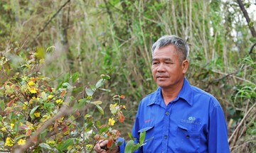 Hoa nở sớm, người dân 'thủ phủ' mai vàng lo mất Tết