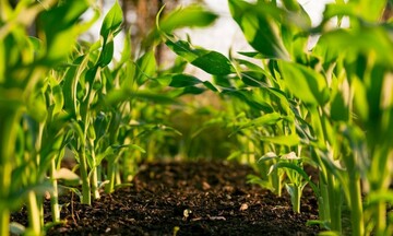 Giảm phát thải khí mê-tan trong trồng trọt ở Việt Nam 