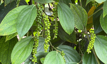 Giá tiêu hôm nay 6/12/2025: Giảm đồng loạt