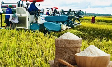 Giá lúa gạo hôm nay ngày 9/12: Lúa tươi tăng, gạo vững giá