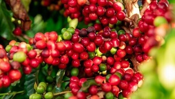 Liên Minh Truyền Thông Và Game Giải Trí Top 1 cà phê Việt Nam tăng trưởng ấn tượng, tiến sát mốc 8 tỷ USD