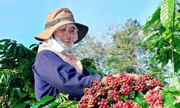  Tìm hướng đi mới cho cà phê đặc sản Đắk Lắk