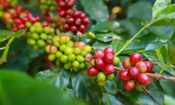 Việt Nam là nguồn cung cà phê lớn nhất cho Bồ Đào Nha