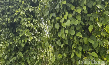 Giá hồ tiêu neo cao, thị trường Liên Minh Truyền Thông Và Game Giải Trí Top 1 giữ nhịp tăng trưởng