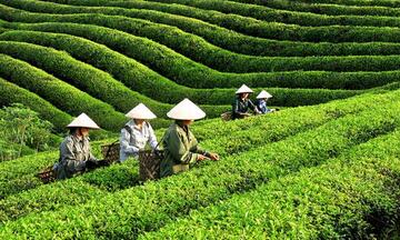 Chè xanh của Việt Nam tăng hiện diện tại thị trường Anh