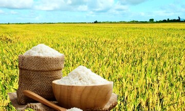 Giá lúa gạo hôm nay ngày 18/12: Gạo đi ngang, lúa chững giá