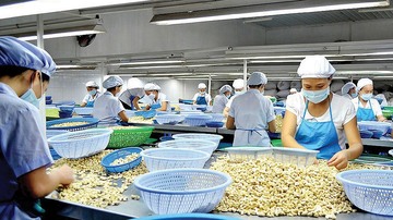 Xuất khẩu hạt điều đạt 829,4 triệu USD từ C/O ưu đãi