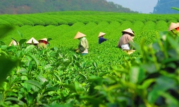 Bộ Công Thương khẩn trương tháo gỡ 500 container chè ách tắc tại Pakistan