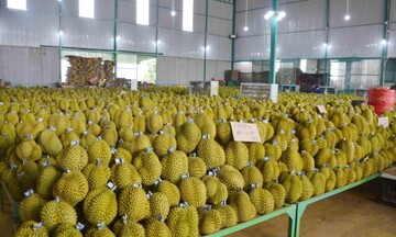 Ngành rau quả Việt Nam đạt kim ngạch xuất khẩu hơn 8,1 tỷ USD