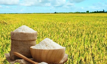 Giá lúa gạo hôm nay ngày 31/12: Thị trường lặng sóng