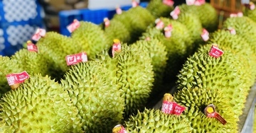 Thị phần sầu riêng Việt Nam tại Trung Quốc vọt lên gần 50%