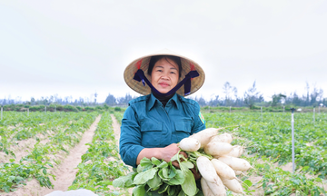 Hà Tĩnh: Củ cải tăng giá, nông dân phấn khởi ra đồng ngày đầu năm mới