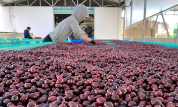 Giá cà phê Robusta tăng nhờ nguồn cung từ Brazil suy giảm mạnh