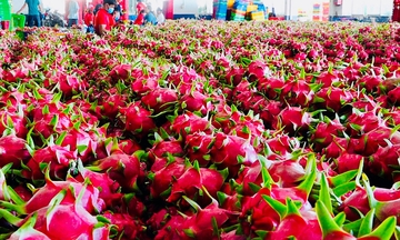 Vì sao xuất khẩu thanh long thấp nhất 11 năm?