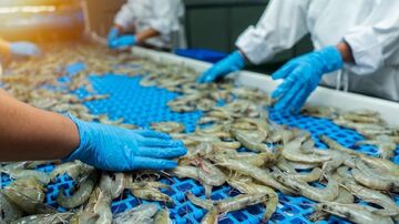 Xuất khẩu tôm Việt Nam trước yêu cầu mới về phúc lợi động vật tại EU