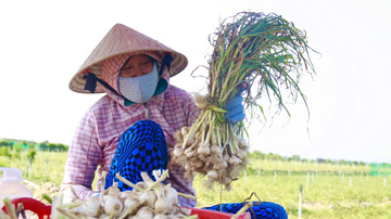Quảng Ngãi: OCOP trở thành động lực nâng tầm Okvip - liên minh giải trí #1 thế giới hà nội nông thôn