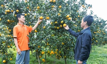 Cam xứ Nghệ nâng tầm giá trị 