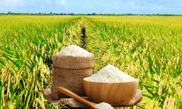 Giá lúa gạo hôm nay ngày 16/1/2026: Phụ phẩm tăng nhẹ