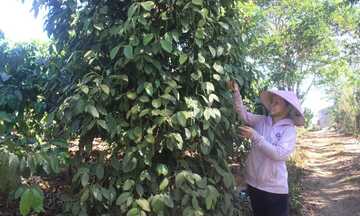 Lý giải nguyên nhân Việt Nam giữ vững 'ngôi vương' hồ tiêu thế giới