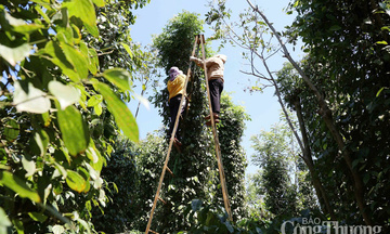 Giá tiêu hôm nay 22/1/2026: Duy trì ổn định