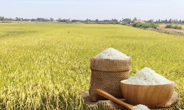 Giá lúa gạo hôm nay ngày 27/1/2026: Thị trường trầm lắng