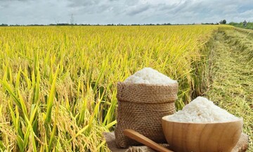 Giá lúa gạo hôm nay ngày 31/1/2026: Thị trường 'lặng sóng'