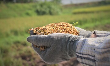Yêu cầu tái cấu trúc chuỗi lúa gạo năm 2026