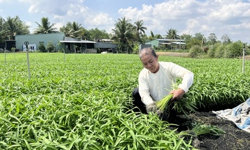 TP. Cần Thơ: Tăng tốc sản xuất Trang Chủ OKVIP COM Top #1, đáp ứng thị trường Tết 2026