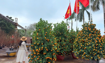 Thị trường hoa Tết Quảng Trị sôi động trước thềm xuân Bính Ngọ 