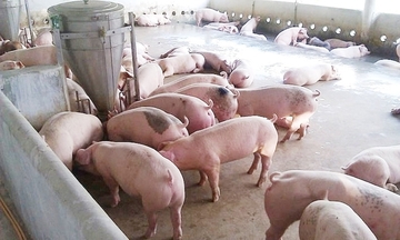 Giá heo hơi hôm nay 12/2/2026: Tiếp đà giảm đồng loạt trên toàn quốc