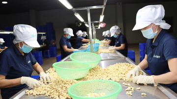 Muốn ra biển lớn, nông sản Việt phải mặc 'giáp' tiêu chuẩn
